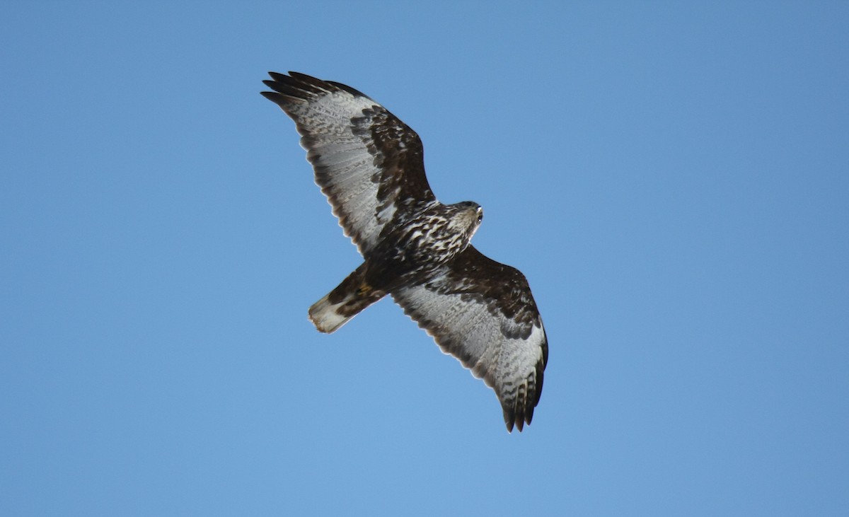 Red-tailed Hawk (Harlan's) - ML239191831