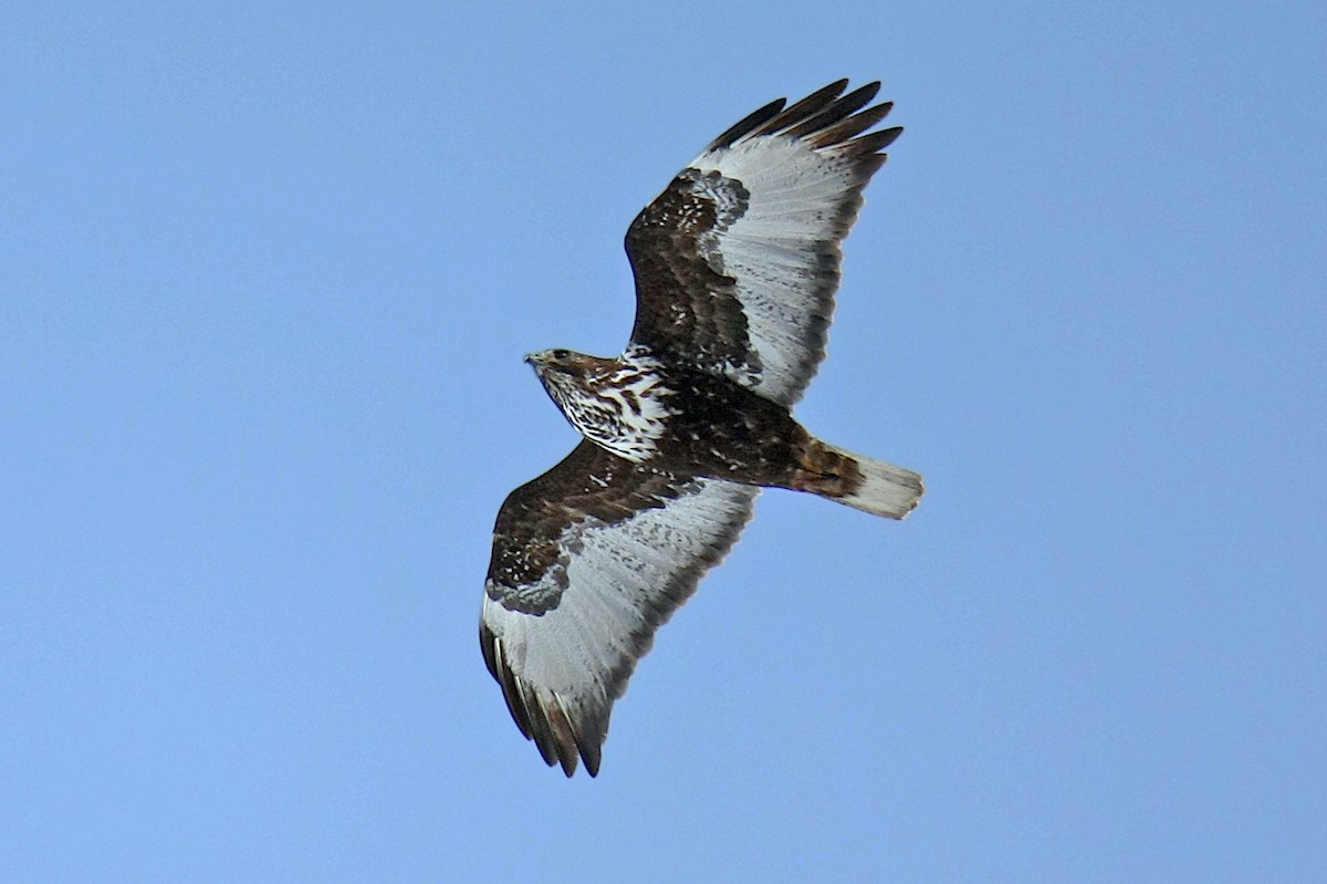 Red-tailed Hawk (Harlan's) - ML239192061