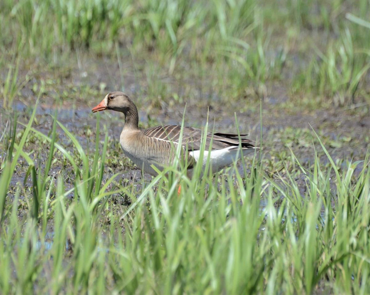 Greater White-fronted Goose - ML239194271