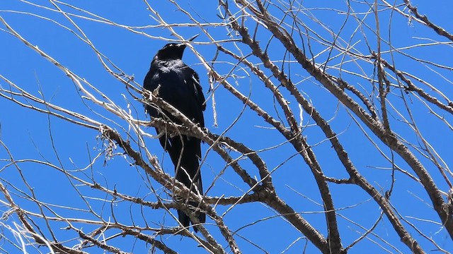 Great-tailed Grackle - ML239200541