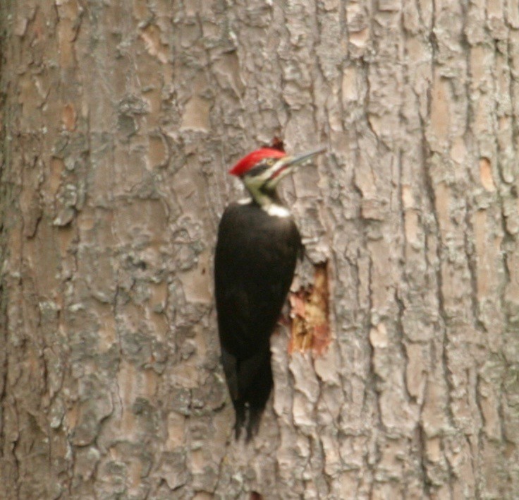 Pileated Woodpecker - Rob Lyske