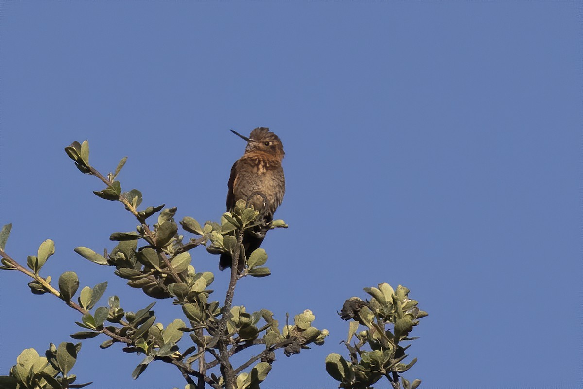 kolibřík duhovohřbetý - ML239204321