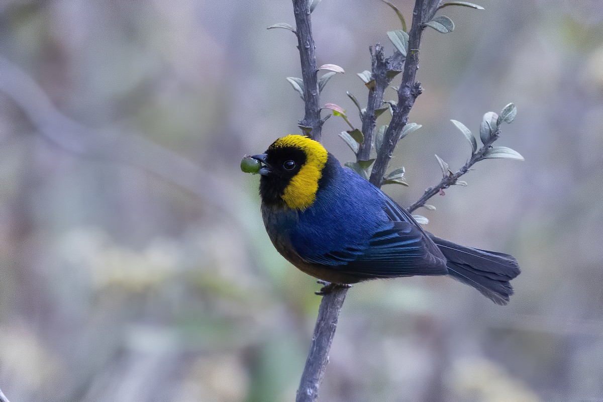 Golden-collared Tanager - Peter Hawrylyshyn