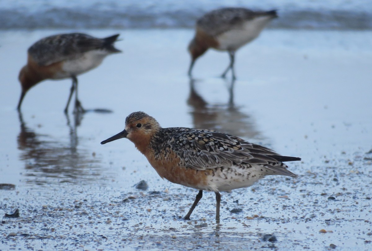 Red Knot - ML239210021