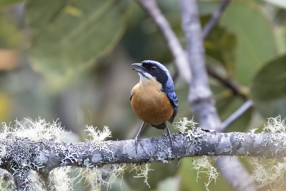 Chestnut-bellied Mountain Tanager - ML239210841
