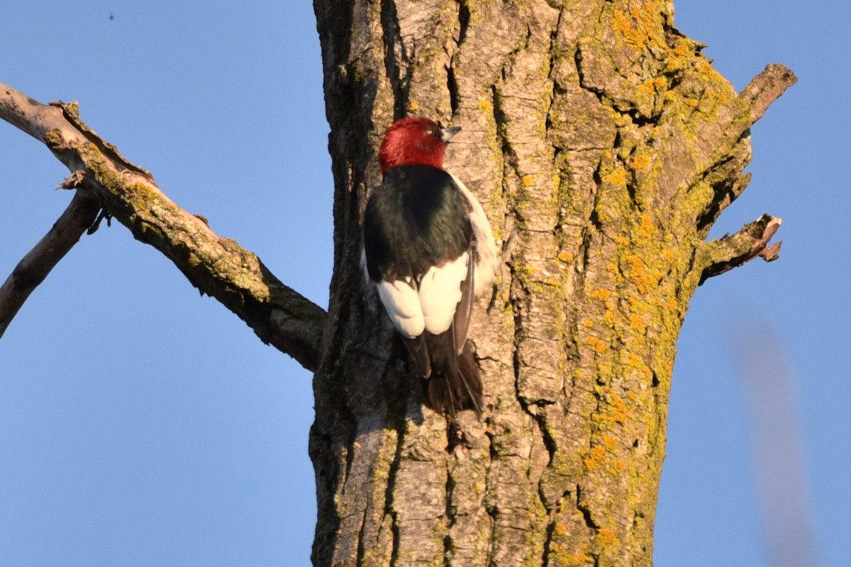 Red-headed Woodpecker - ML239212151