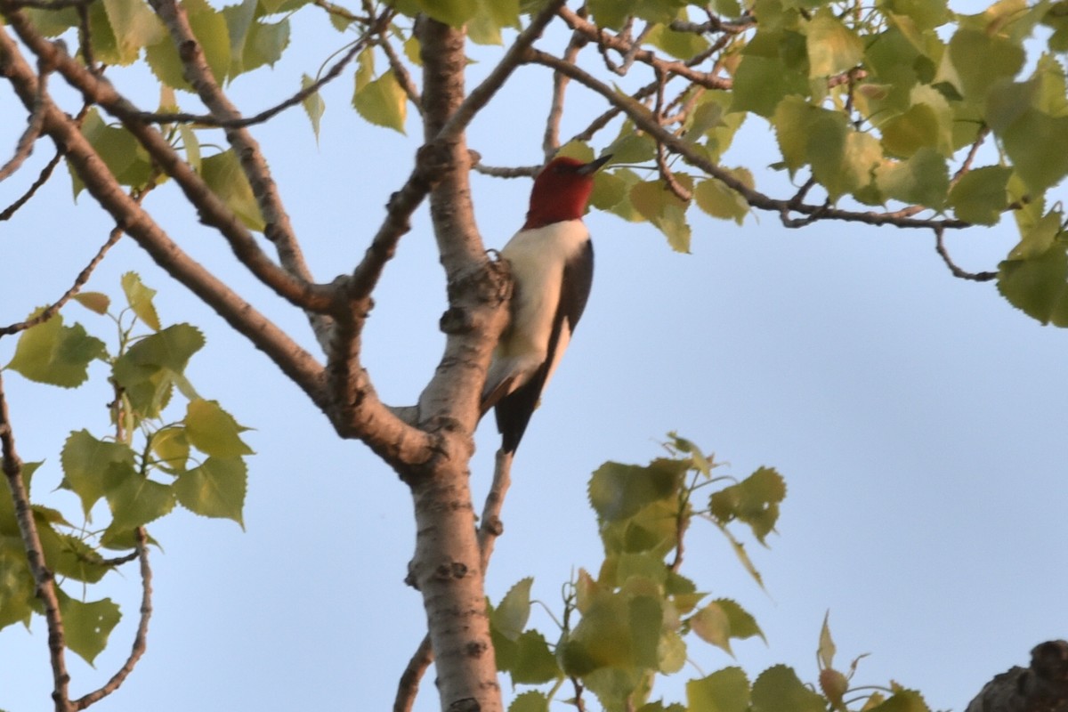 Red-headed Woodpecker - Shawn Taheri