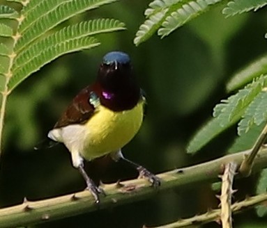 Purple-rumped Sunbird - Siva Kumar