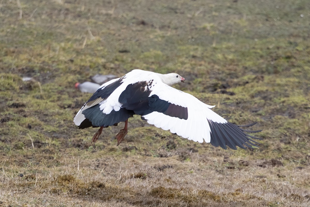 Andean Goose - ML239221981