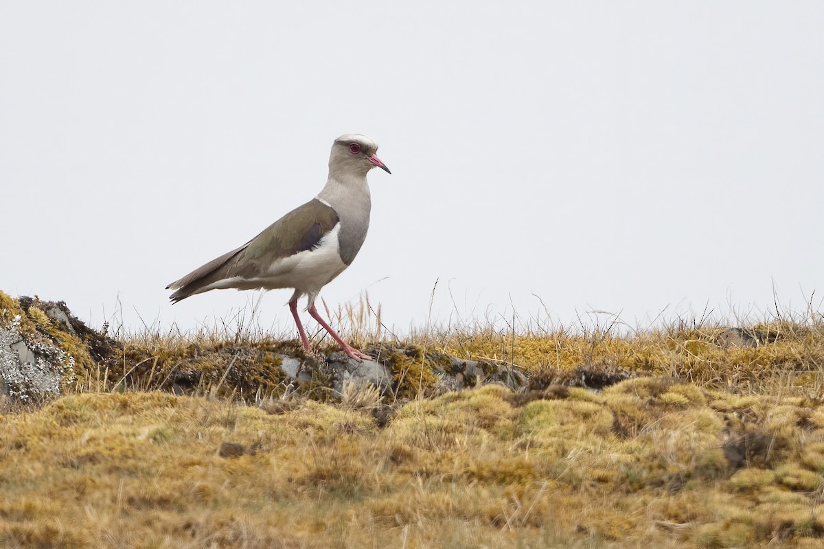 Andean Lapwing - ML239222031