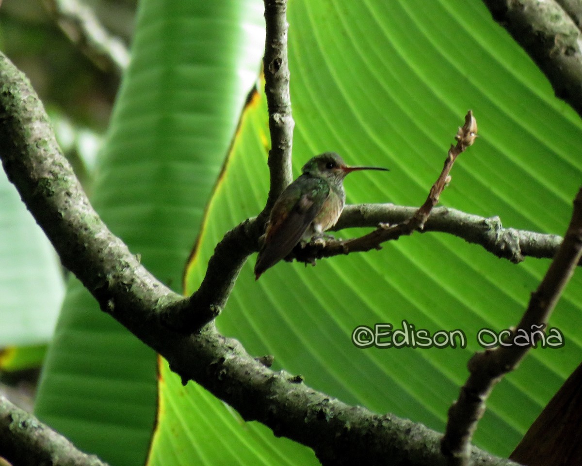 Rufous-tailed Hummingbird - ML23923751