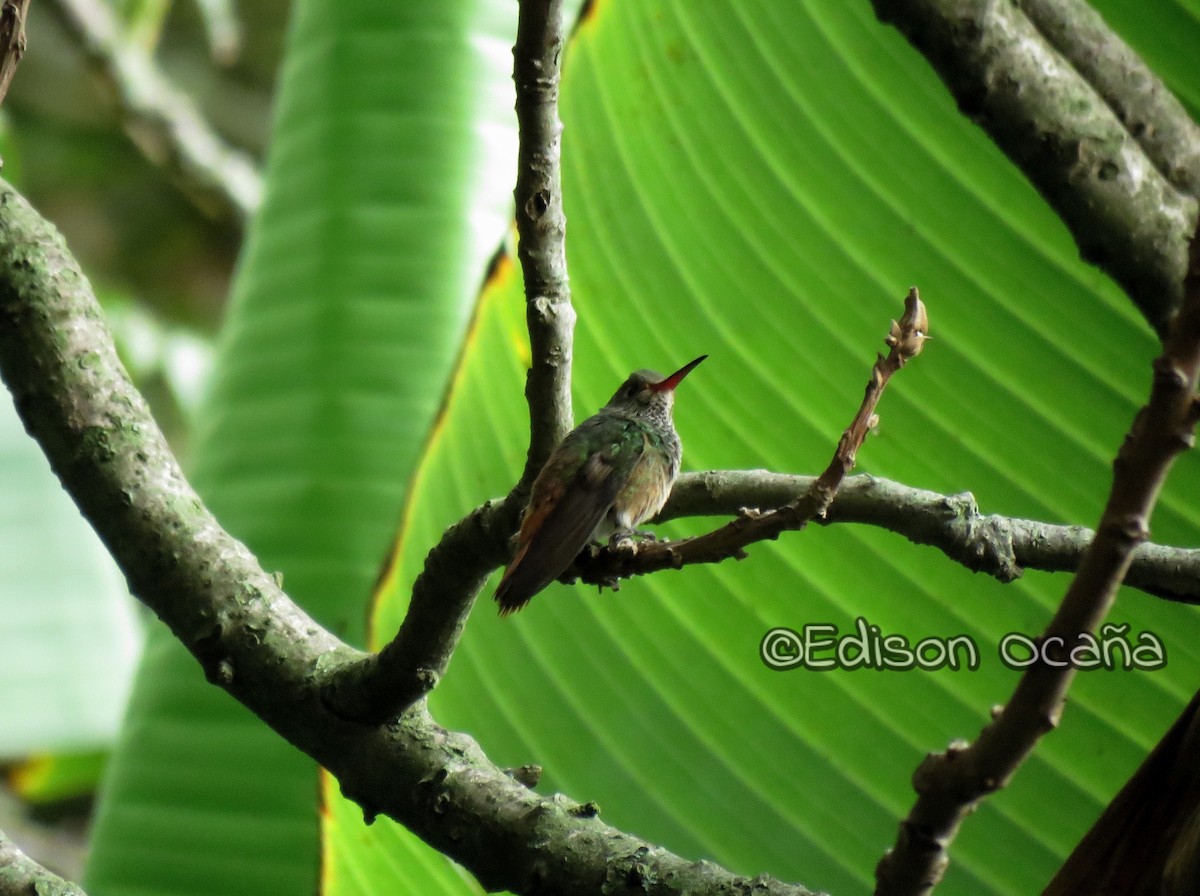 Rufous-tailed Hummingbird - Edison🦉 Ocaña