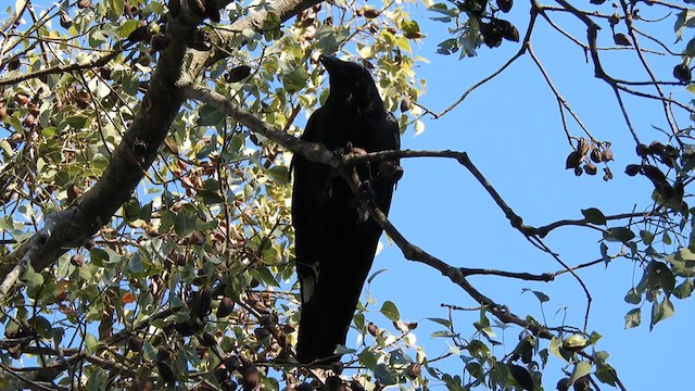 Australian Raven - ML239240231