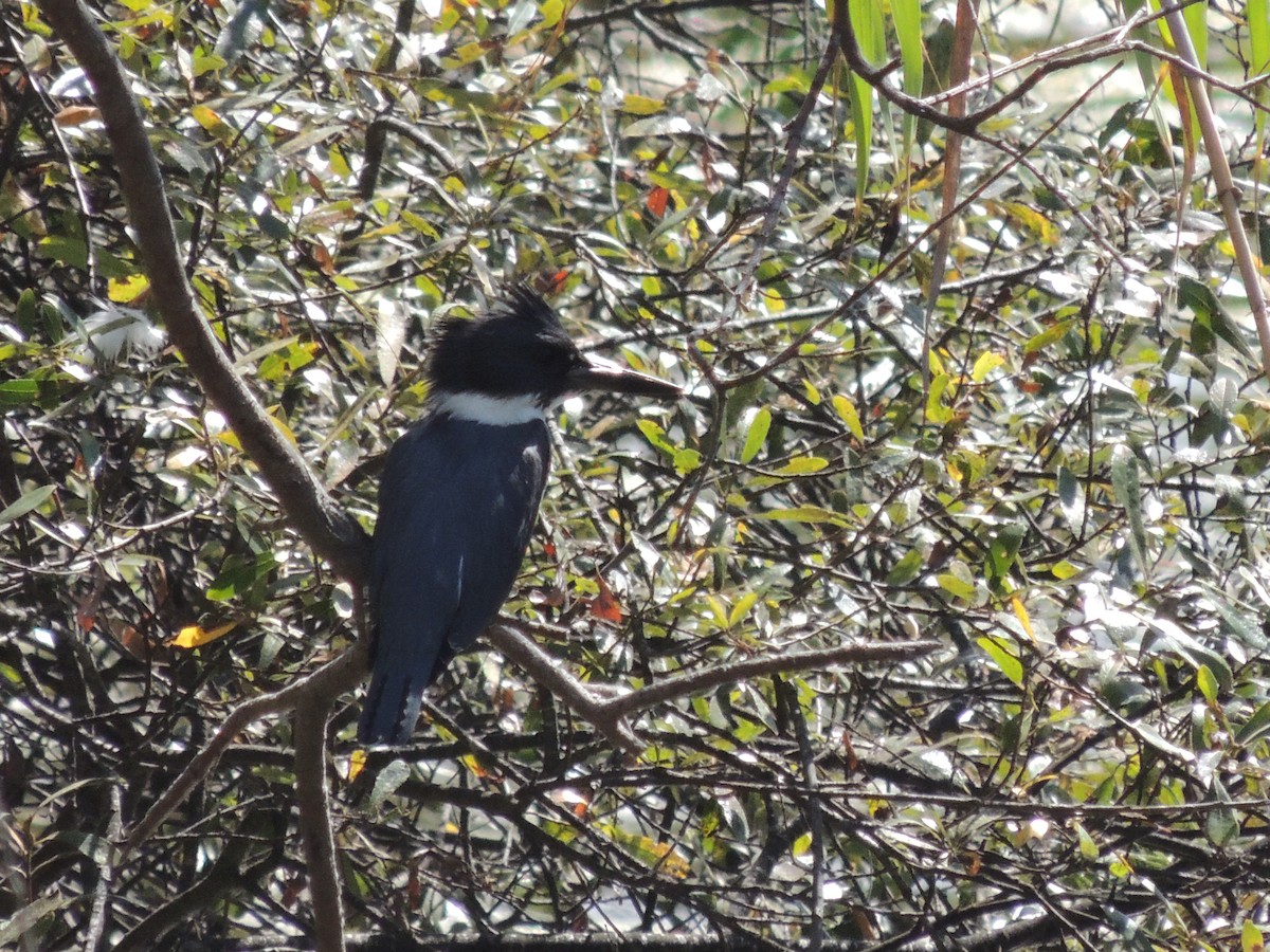 Belted Kingfisher - ML239242461