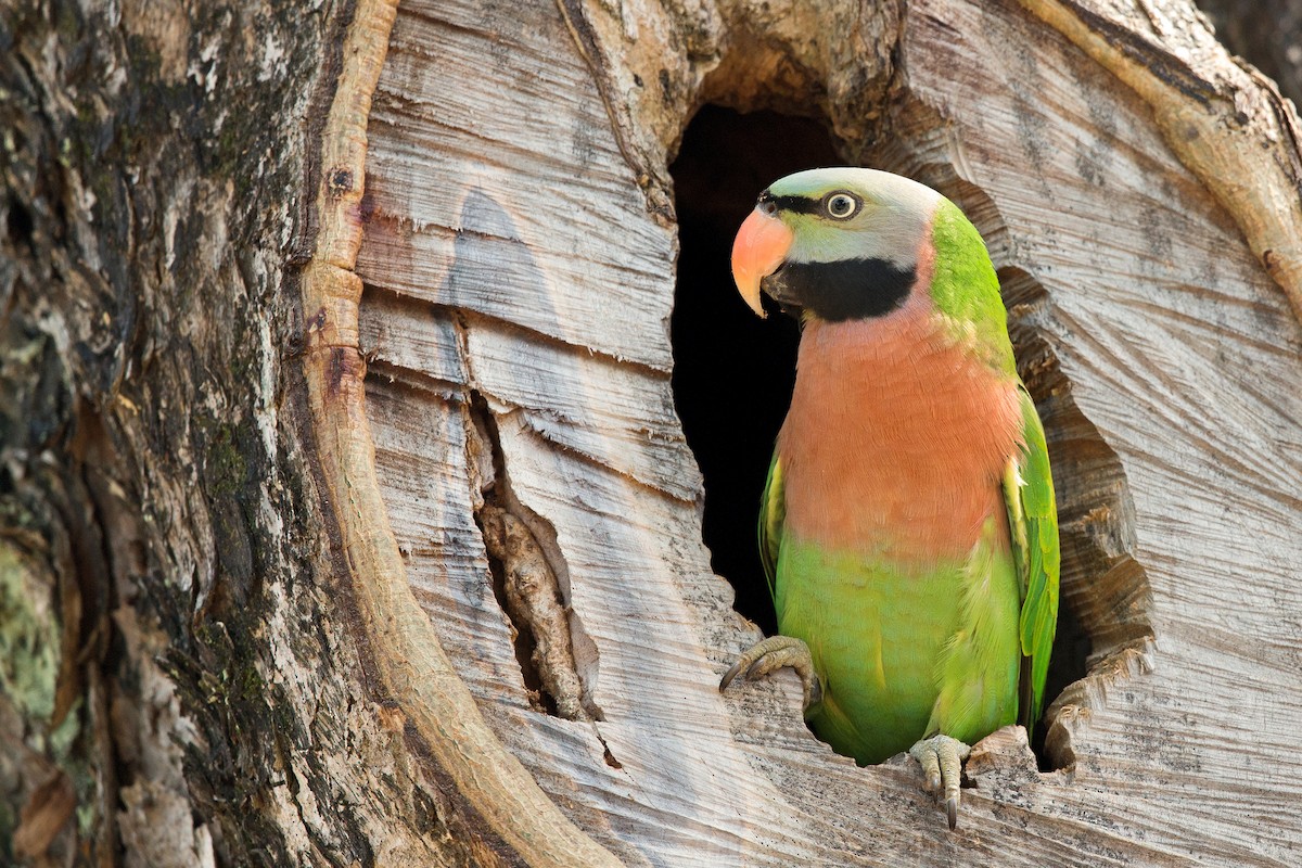 Red-breasted Parakeet - ML239251481