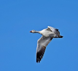 Snow Goose, ML239251661