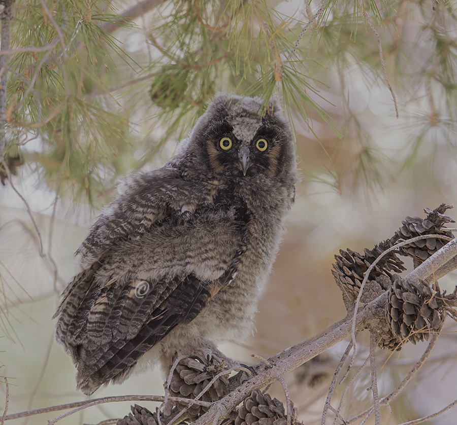Long-eared Owl - ML239253461