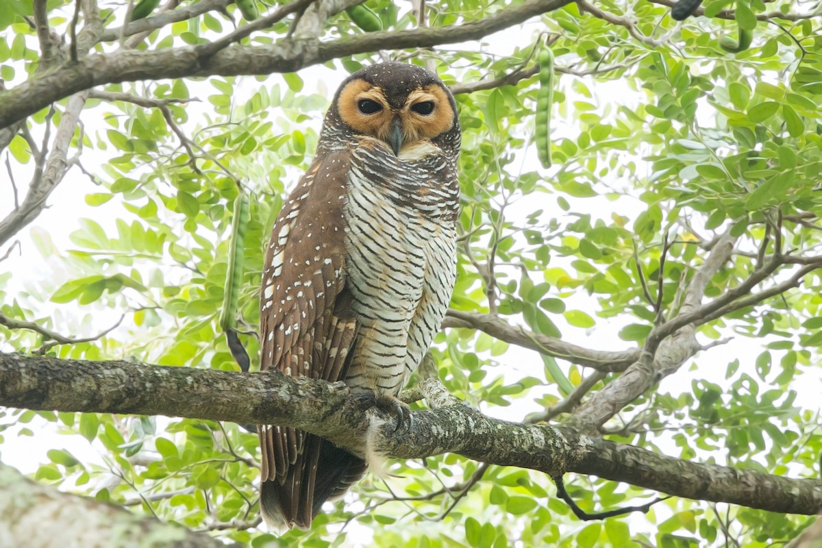 Spotted Wood-Owl - ML239255151