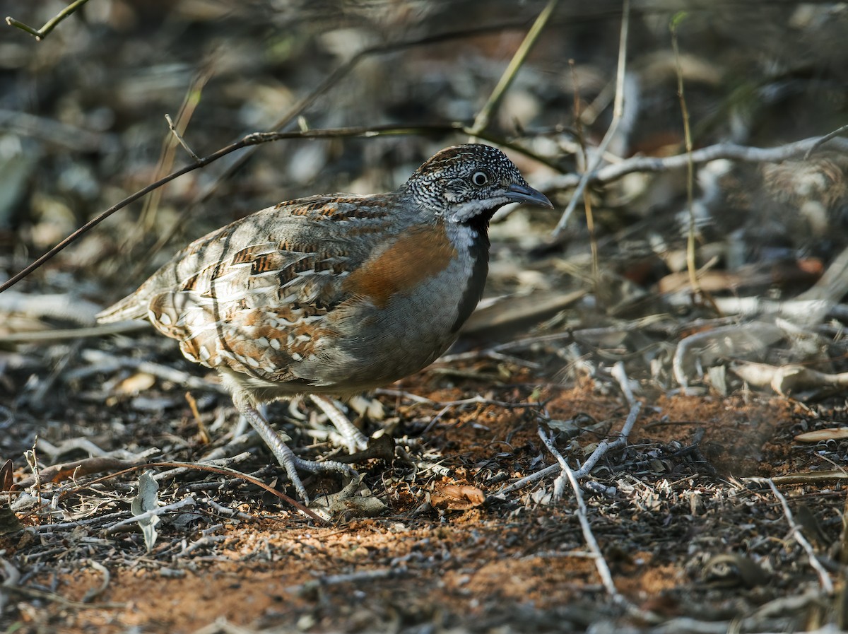 Madagascar Buttonquail - ML239264811