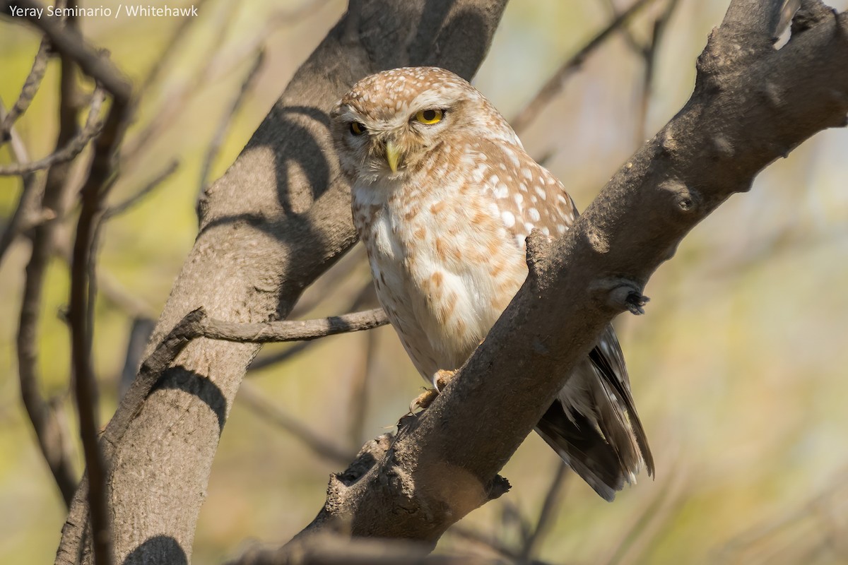 Spotted Owlet - ML239265451