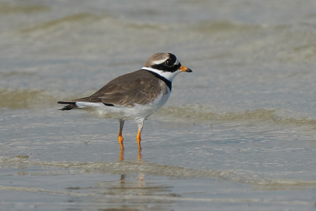 Common Ringed Plover - ML239266381