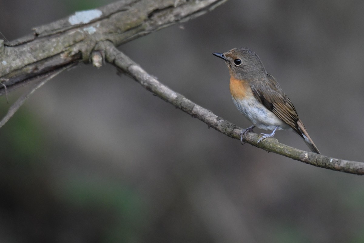 Blue-throated Flycatcher - Ian Hearn