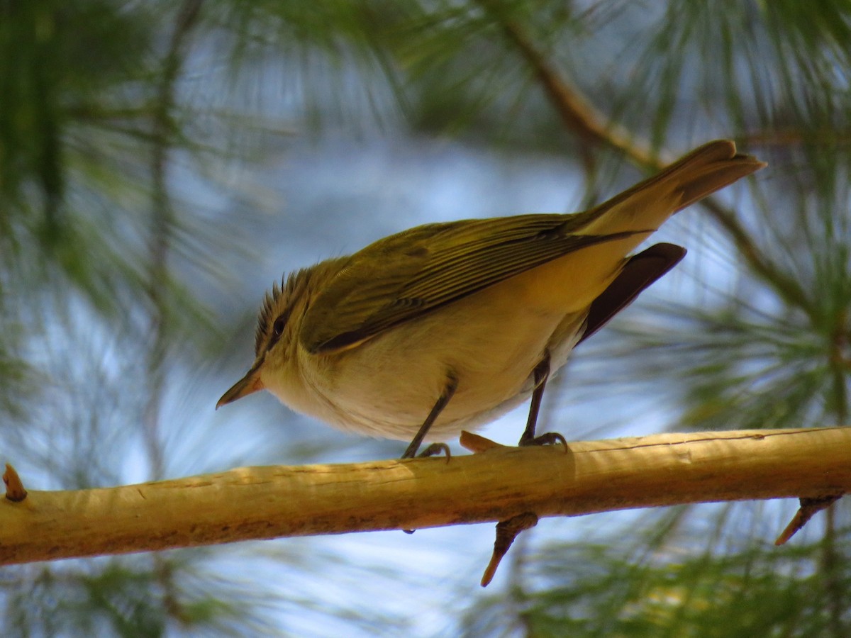 Red-eyed Vireo - Andy de Champlain
