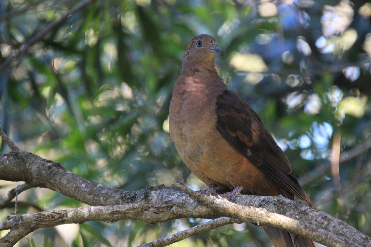 Brown Cuckoo-Dove - Chris Chapman