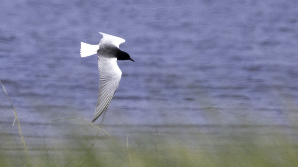 White-winged Tern - David Fischer