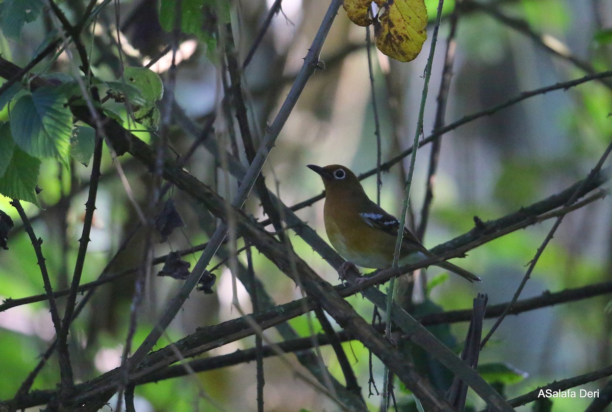 Abyssinian Ground-Thrush (Abyssinian) - ML239279861