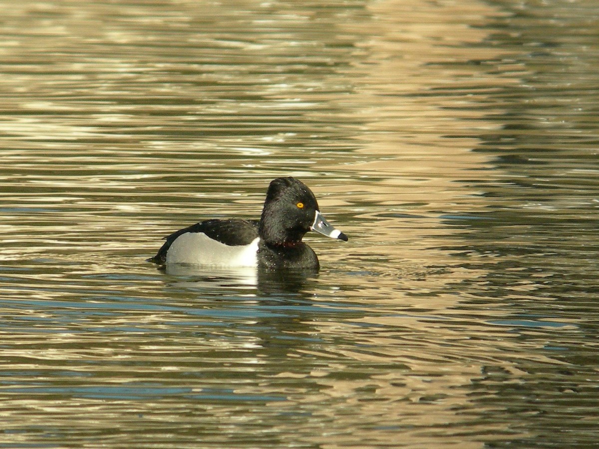 Ring-necked Duck - ML239280651