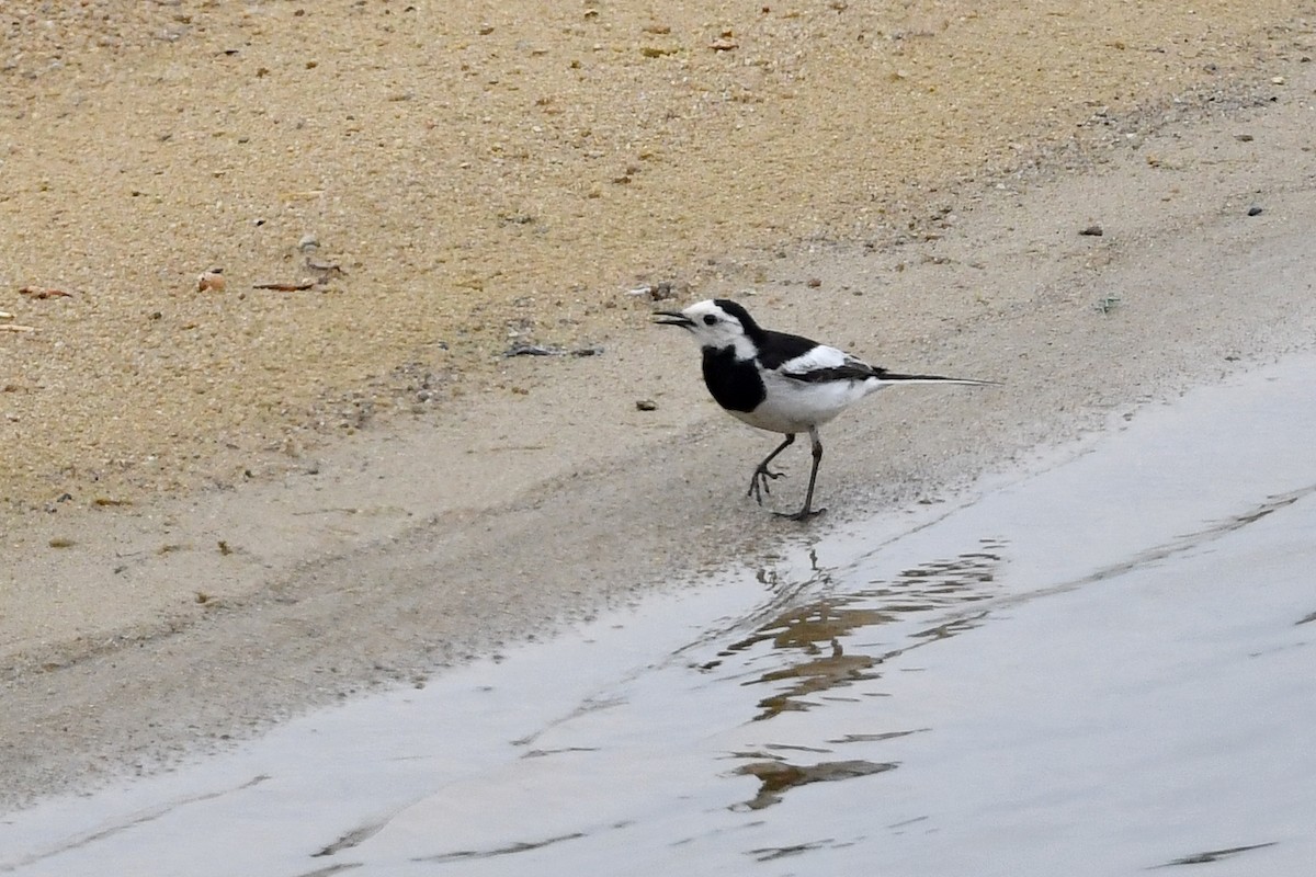 White Wagtail (Chinese) - Ting-Wei (廷維) HUNG (洪)