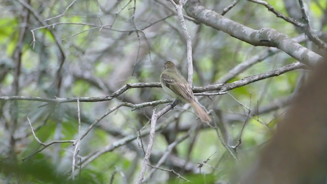 Sepia-capped Flycatcher - ML239289651