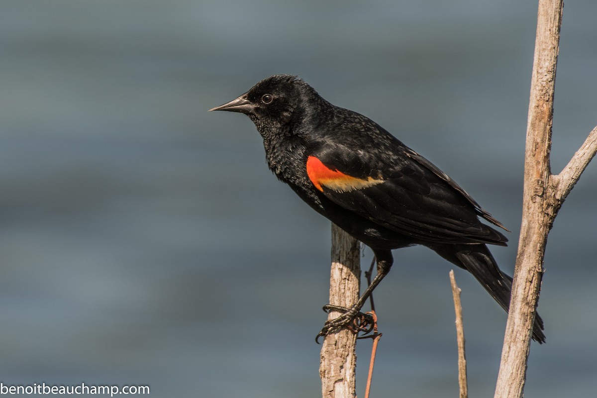Red-winged Blackbird - ML239290241