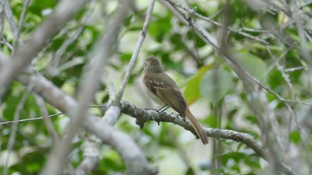 Sepia-capped Flycatcher - ML239290631