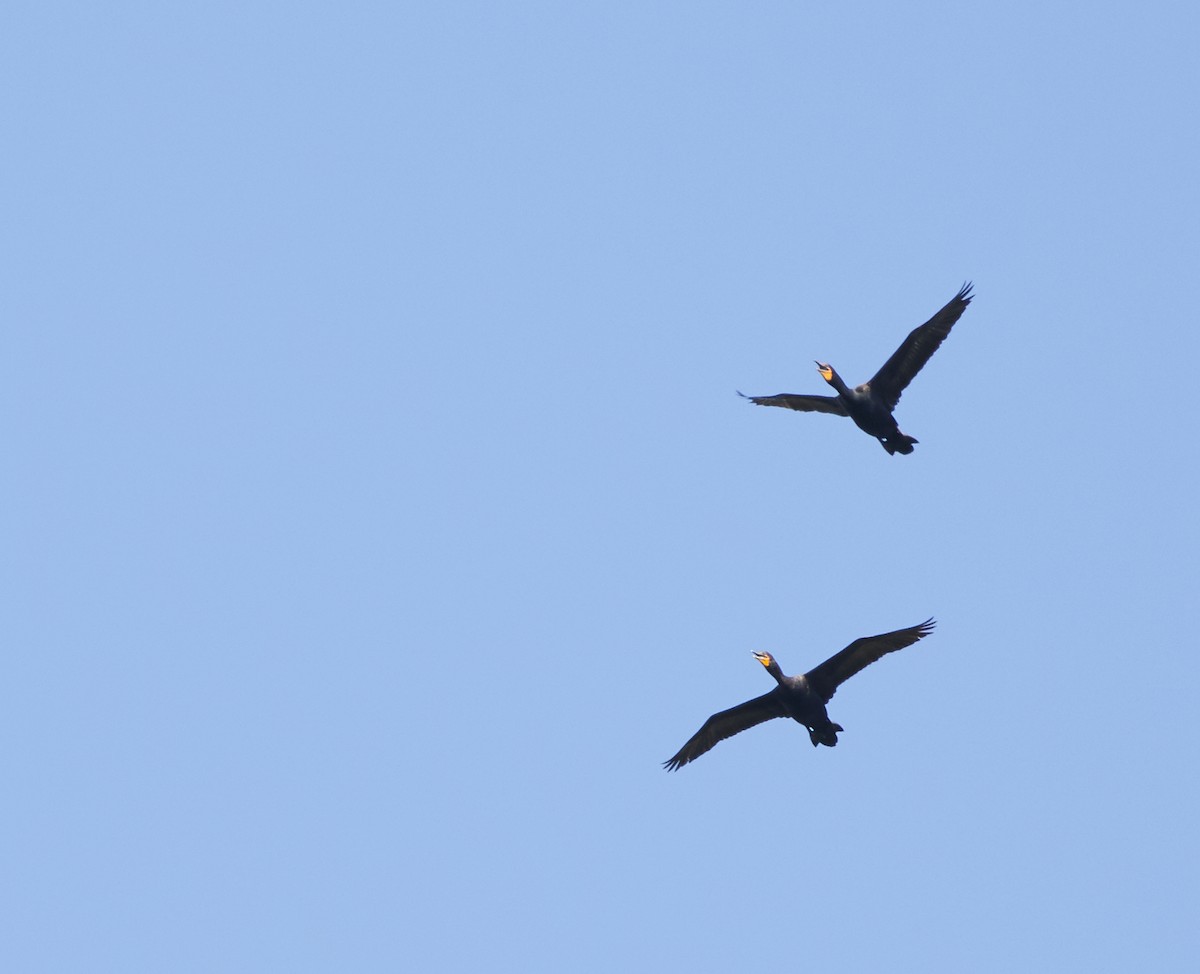 Double-crested Cormorant - ML239292191