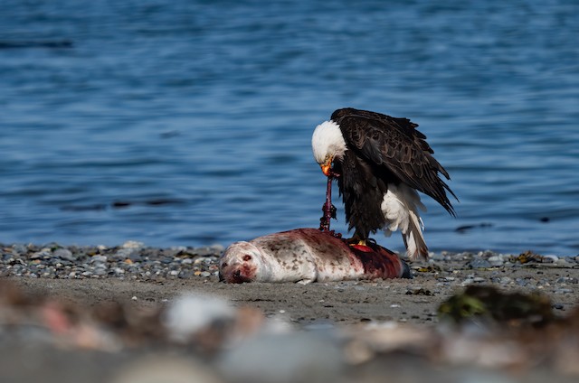 Feeding on seal. - Bald Eagle - 