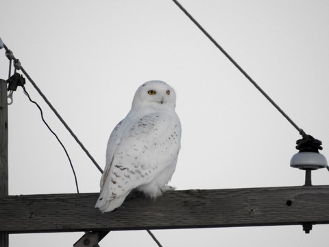 Snowy Owl - ML23929251