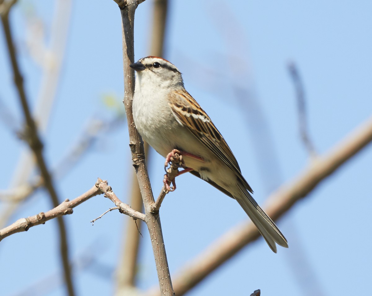 Chipping Sparrow - David Bird