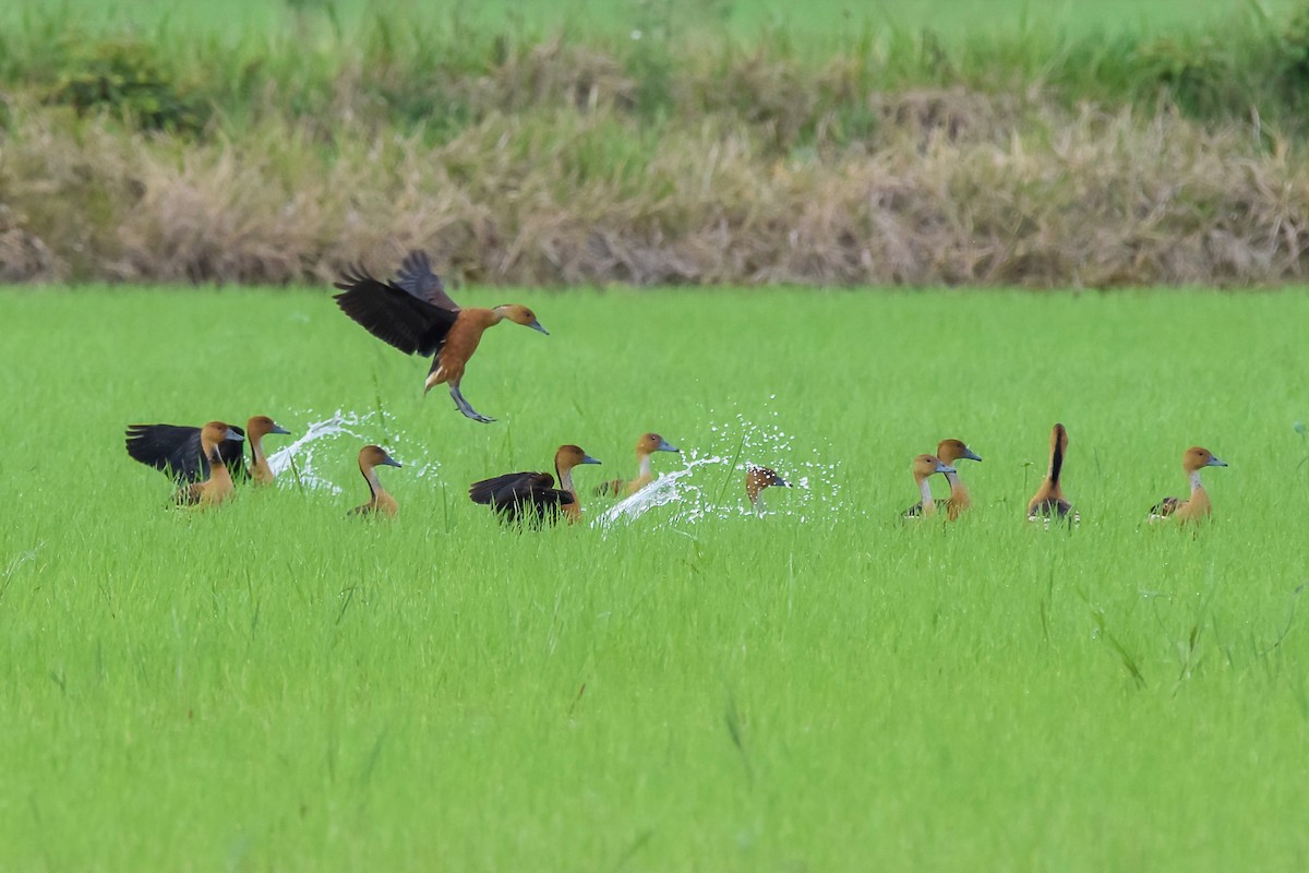 Fulvous Whistling-Duck - ML239293311