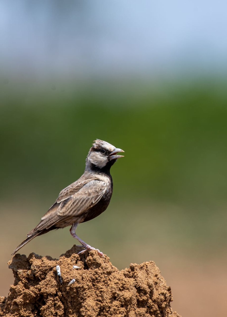 Ashy-crowned Sparrow-Lark - Dijeesh V