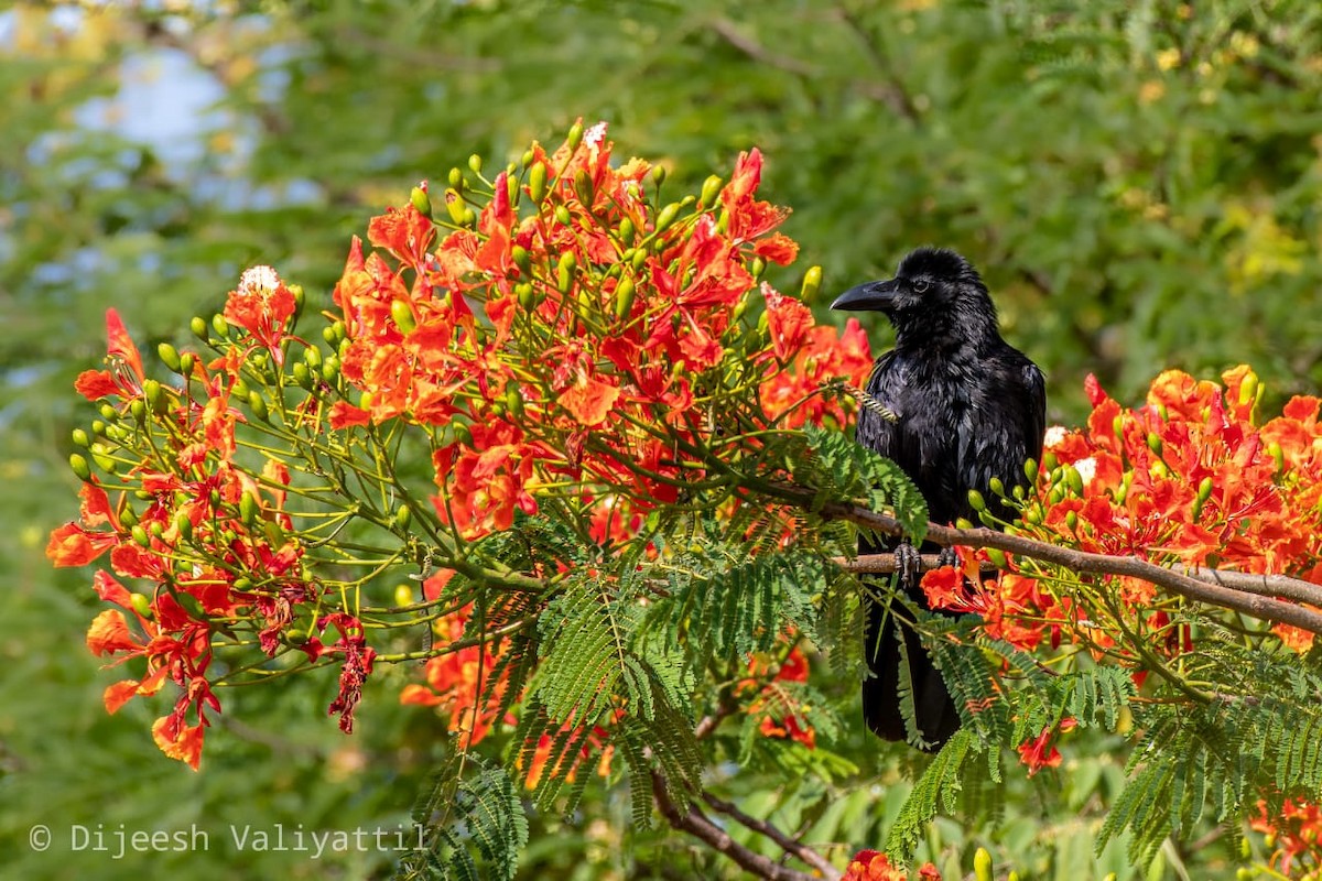 Large-billed Crow (Indian Jungle) - Dijeesh V