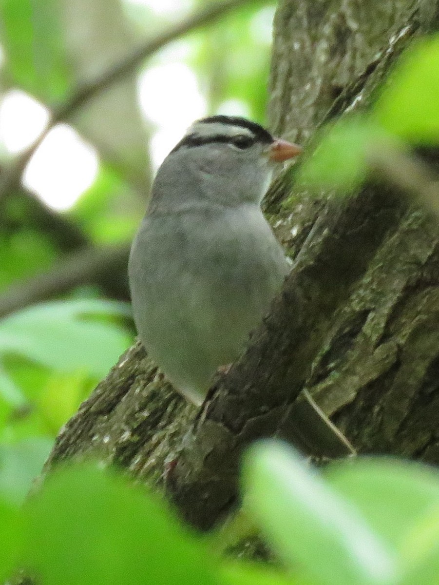 White-crowned Sparrow - Tim Carney