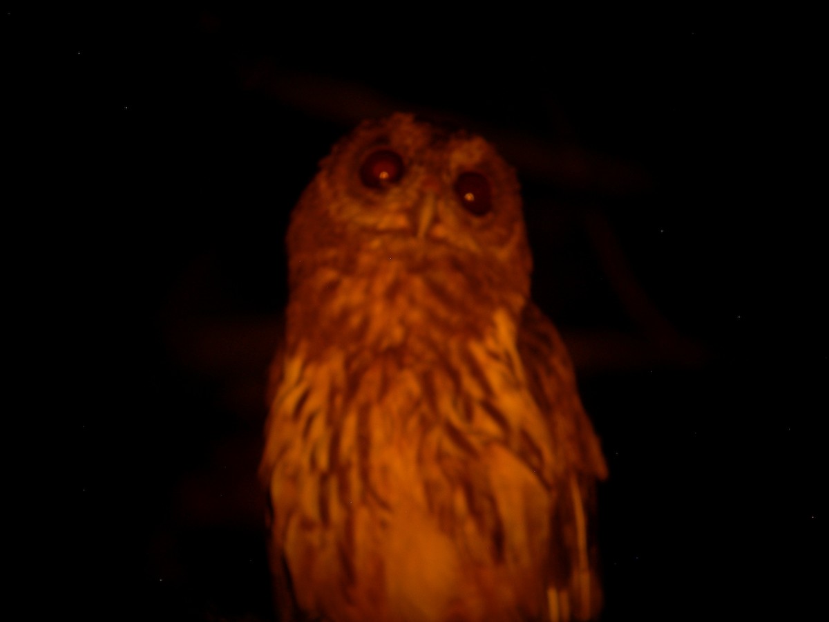 Mottled Owl - Oscar Johnson