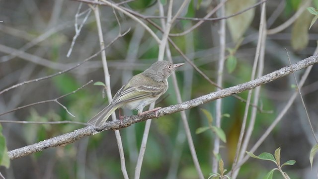 Pearly-vented Tody-Tyrant - ML239298891