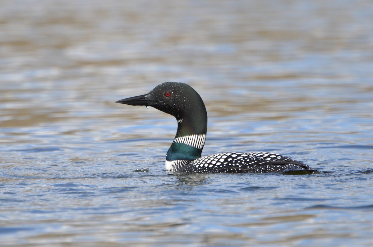 Common Loon - Kyle Tomalty