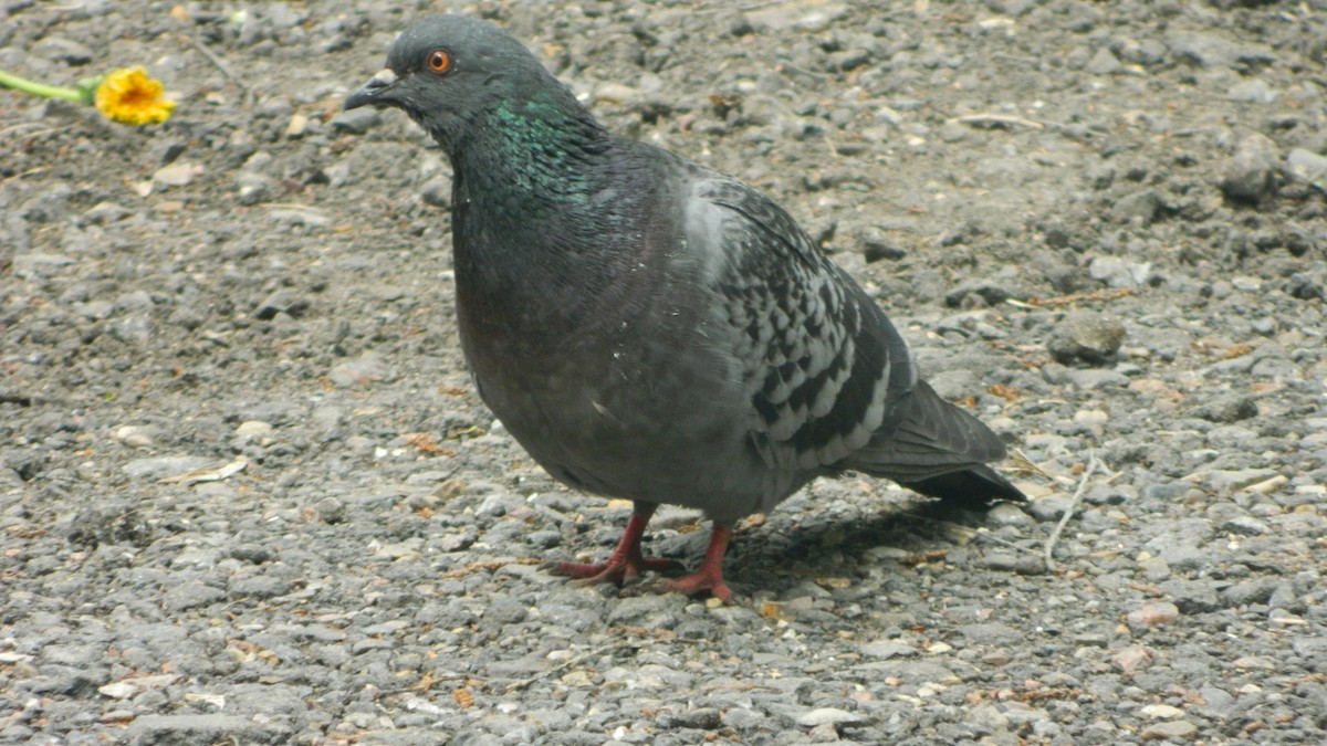 Rock Pigeon - ML239302311