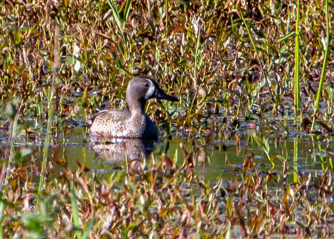 Blue-winged Teal - ML239303451