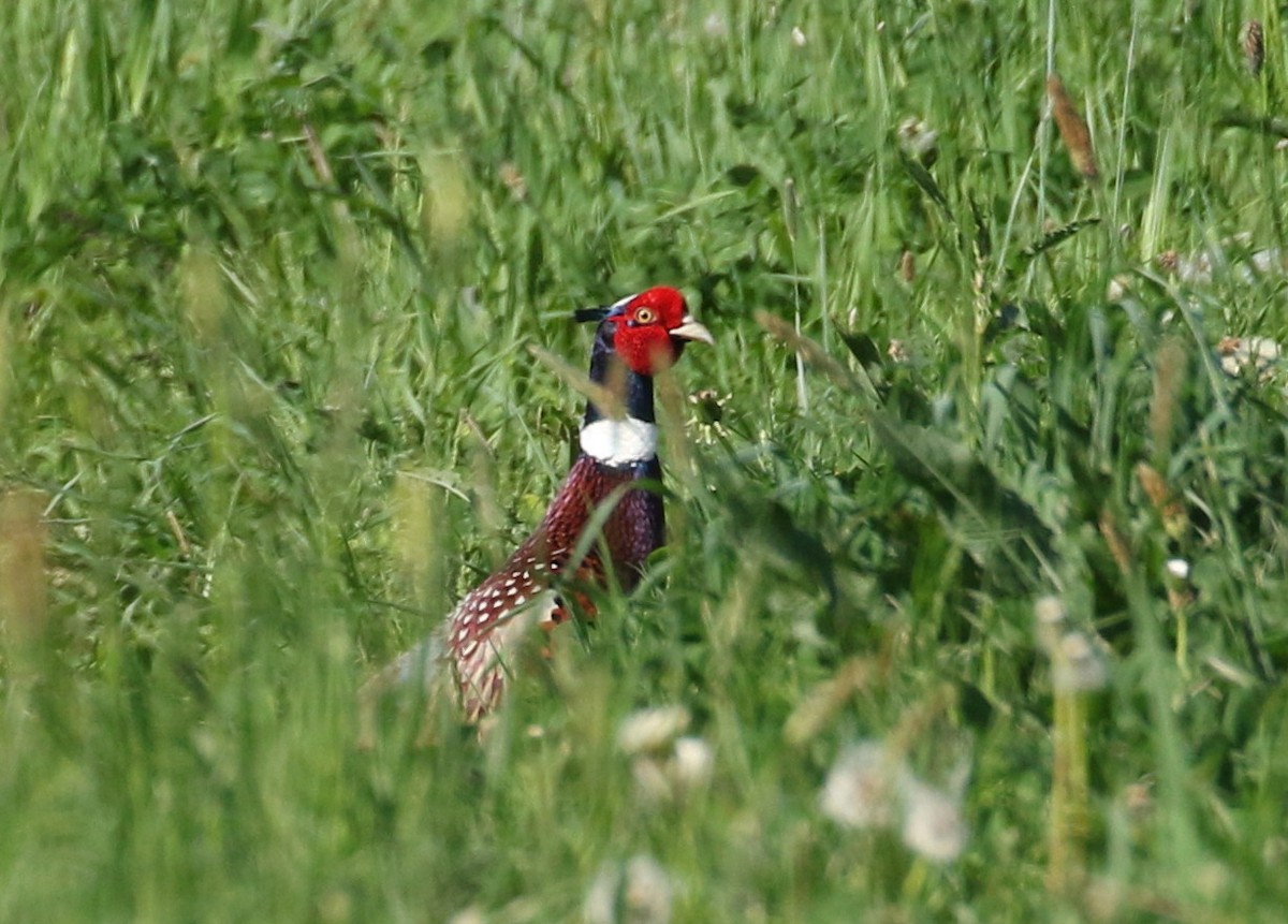 Ring-necked Pheasant - Robert Dixon