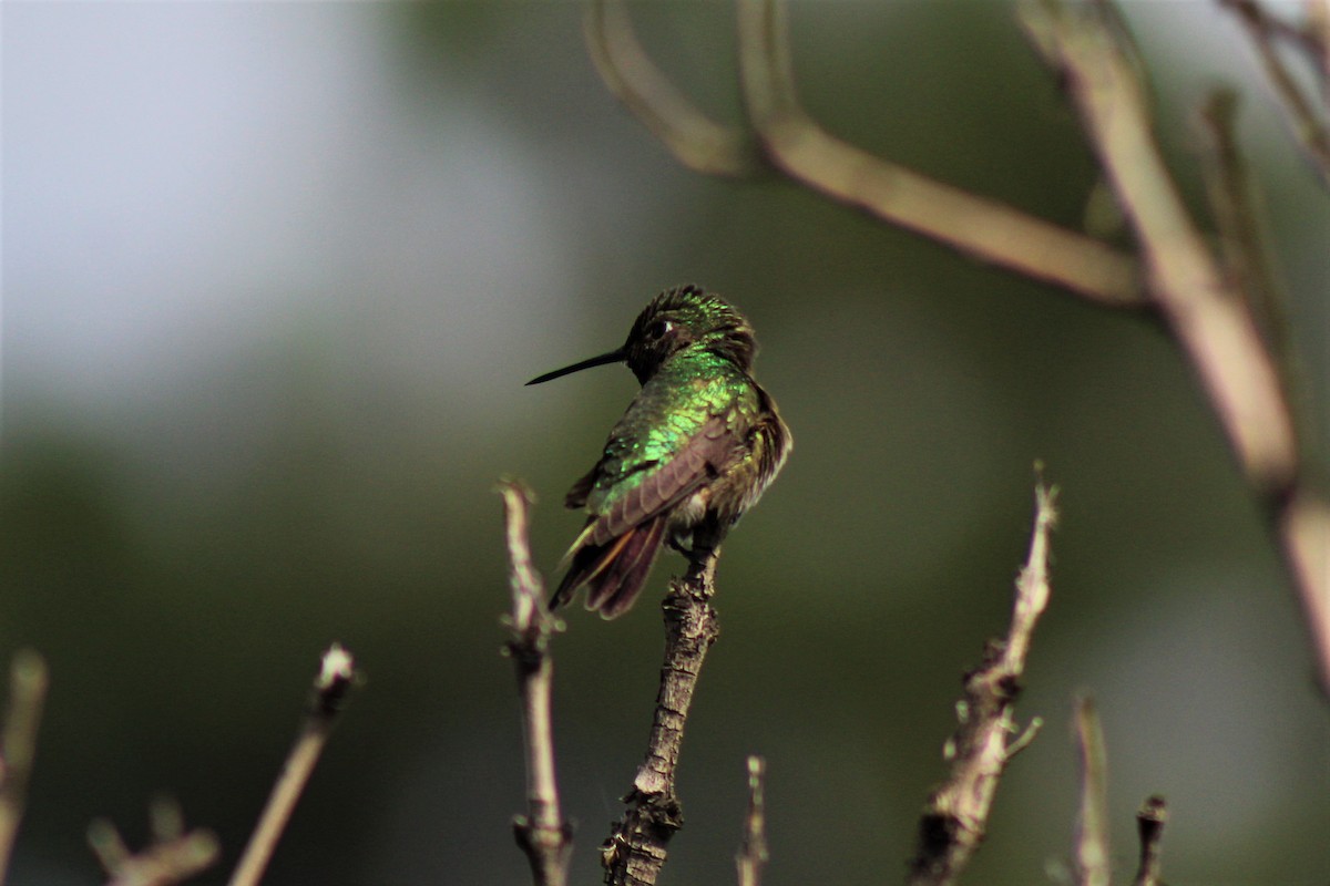 Broad-tailed Hummingbird - Robert Klipp